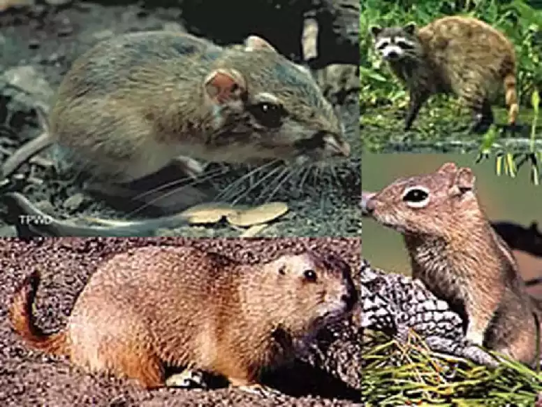 Images of commoon outdoor rodents